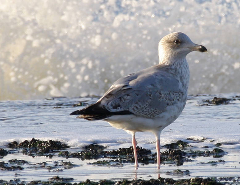 Ferienhaus Strandurlaub Callantsoog LekkerNaarZee